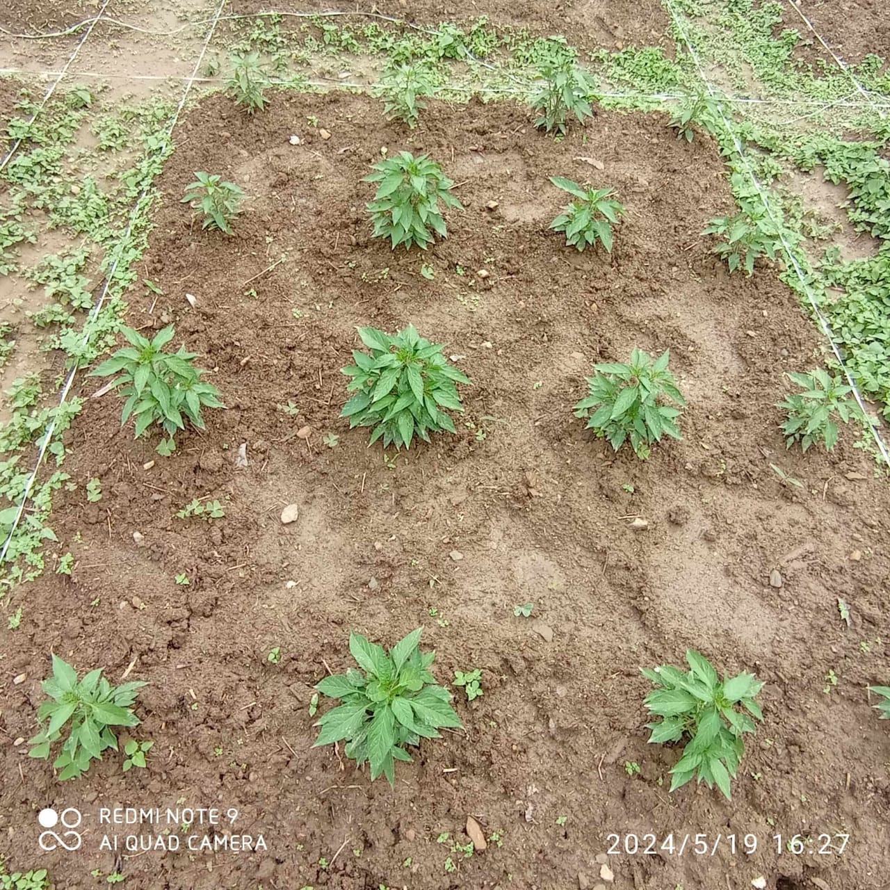 Micronutrients trial research in  chilli.